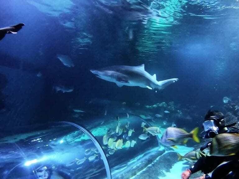 Sharks and Divers at Blue Planet in Chester