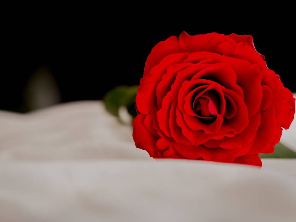 Valentines rose placed on a bed