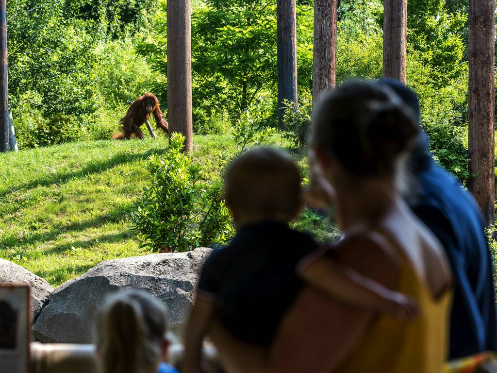 Guests at Chester Zoo