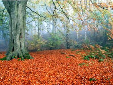 Delamere forest