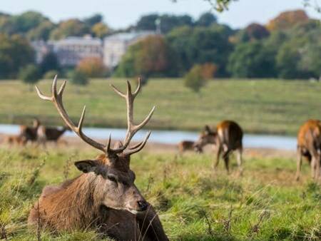 Deer Grazing Tatton Park