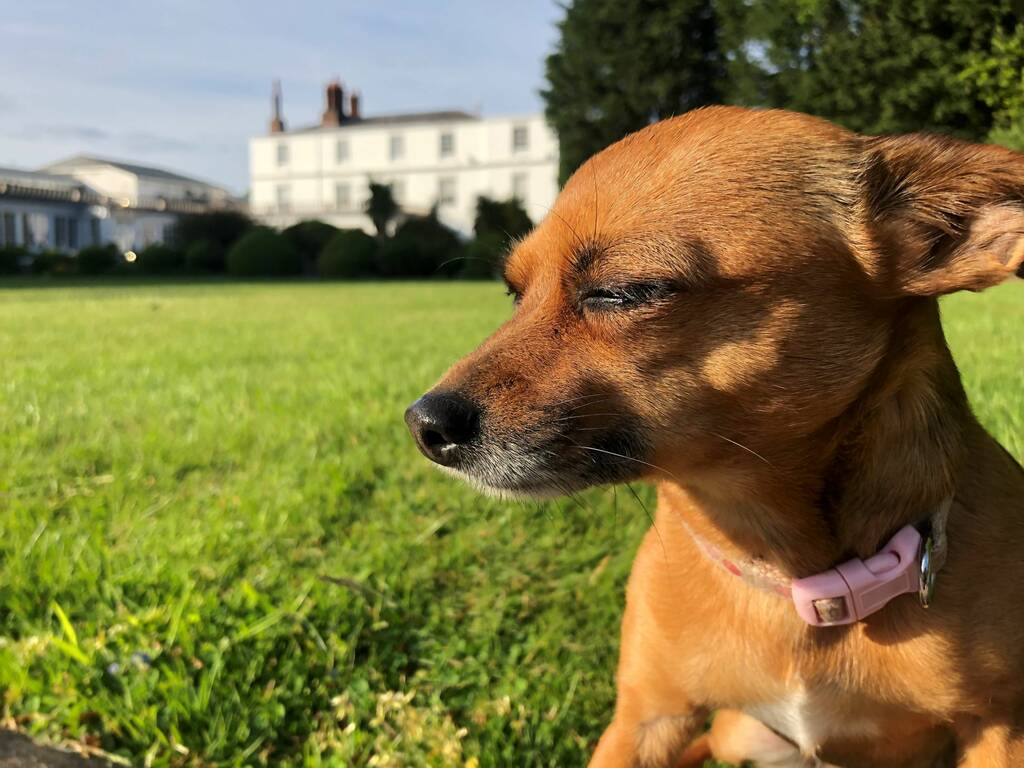 Dog at Rowton Hall Hotel and Spa