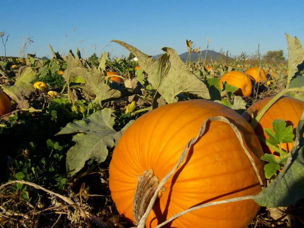 Pumpkin patch