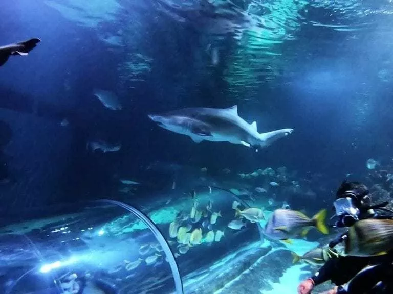 aquarium chester