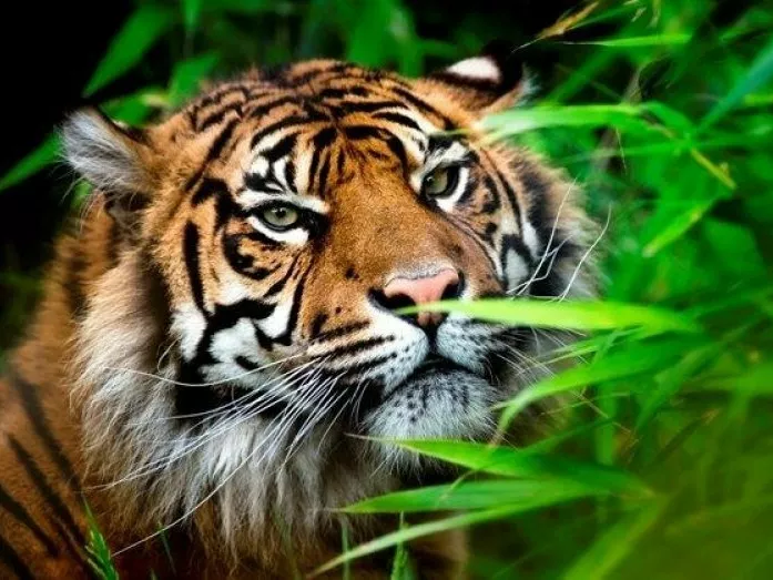 explore chester with the kids Chester Zoo