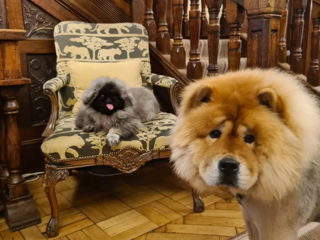 I'm calling this dog Garibaldi and it's the cutest damn thing.