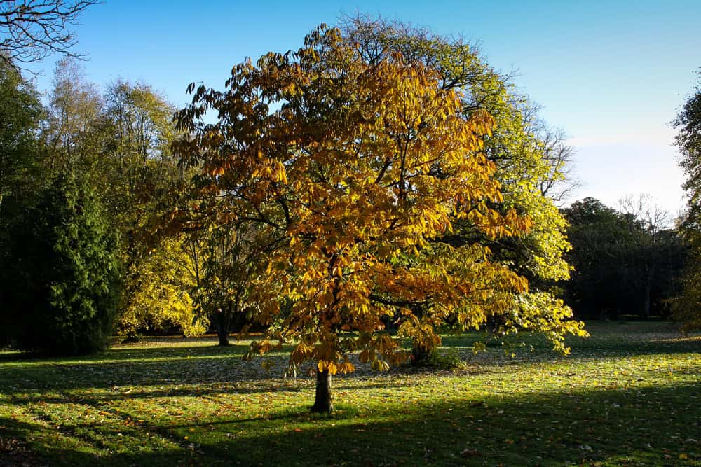 10 Unmissable Autumn Walks in Cheshire